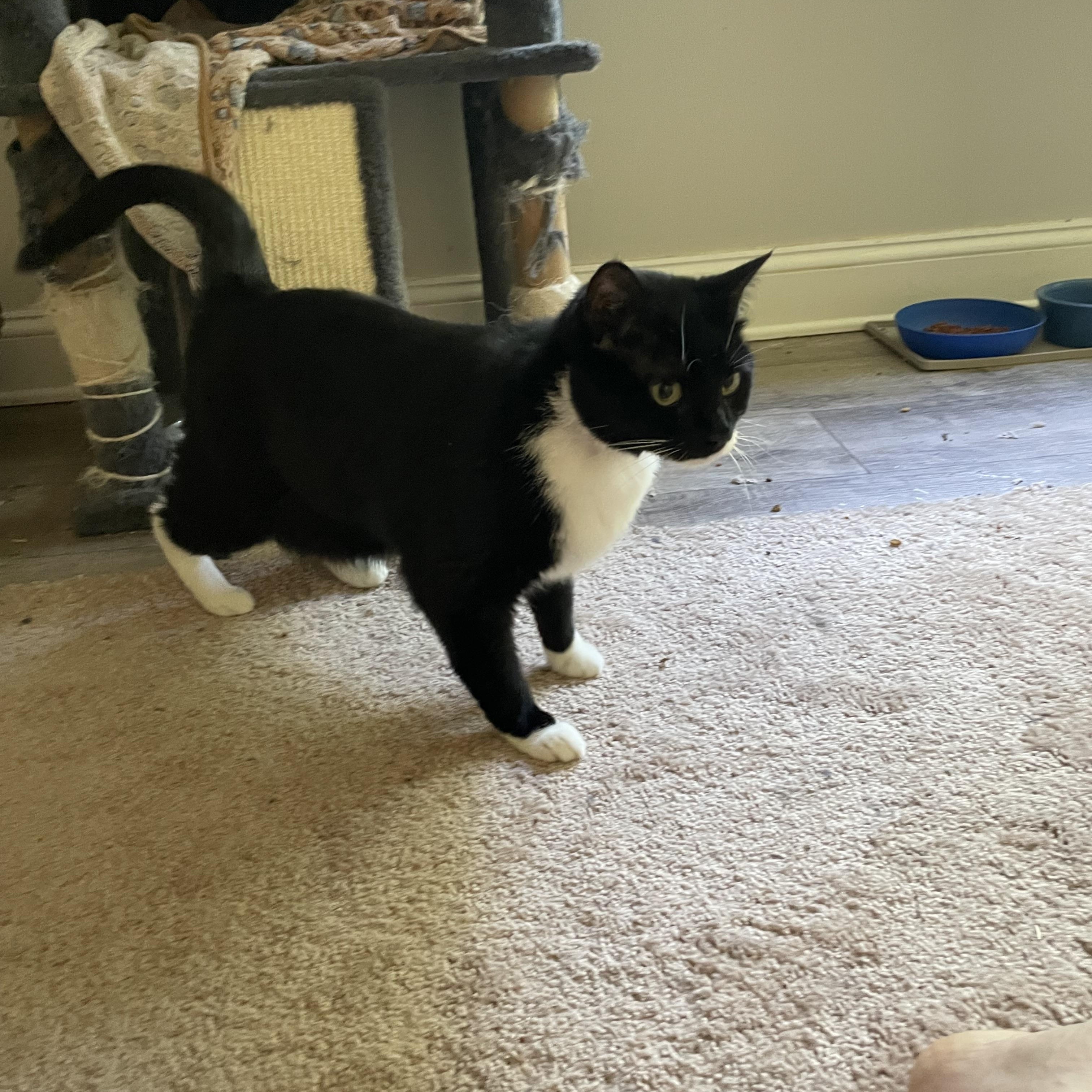 Enlarge Bubbles, a Adoptable Domestic Short Hair in lititz, PA image 3/4