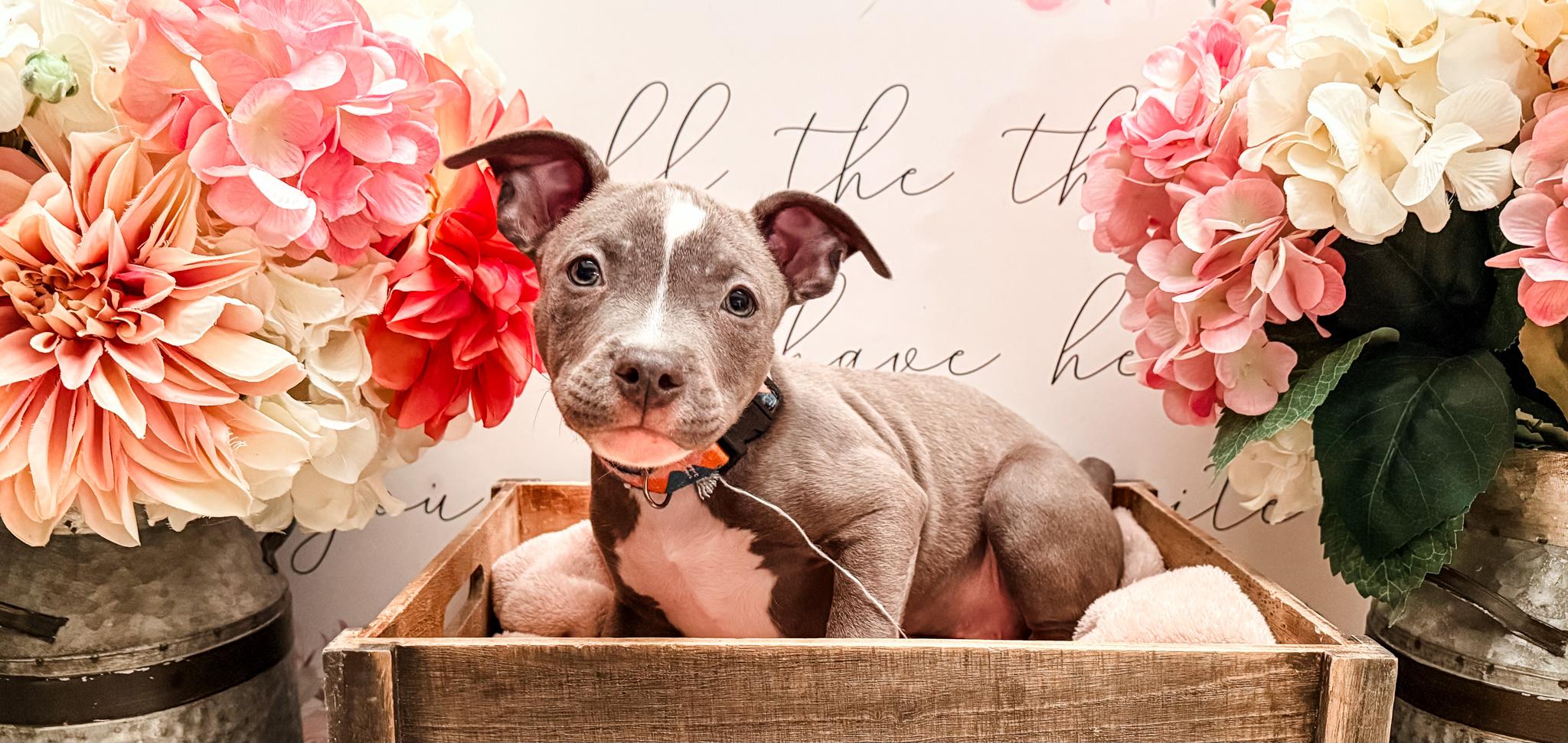 Hendrix, Adoptable, Puppy Male American Bulldog & Chihuahua.