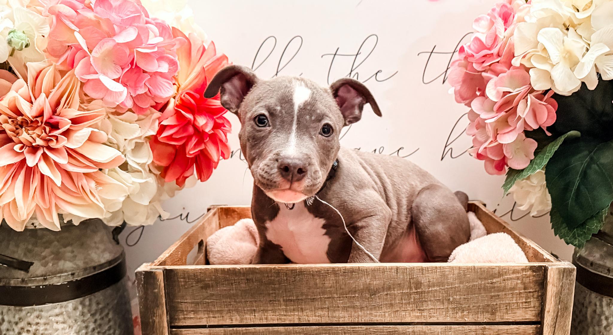 Hendrix, a Adoptable mixed breed image 2/4