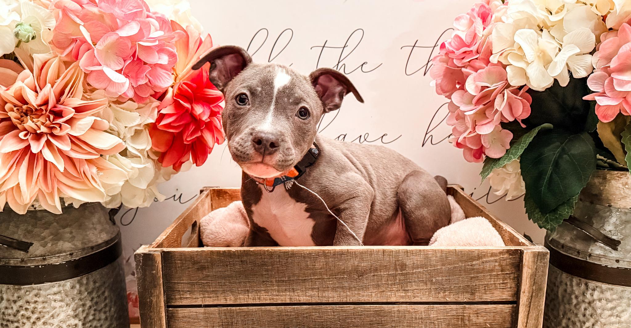 Hendrix, a Adoptable mixed breed image 3/4