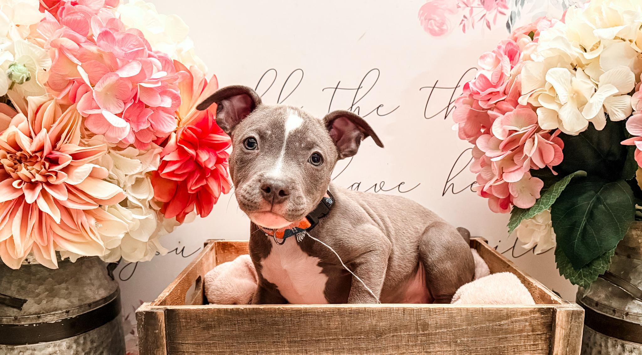 Hendrix, a Adoptable mixed breed image 4/4