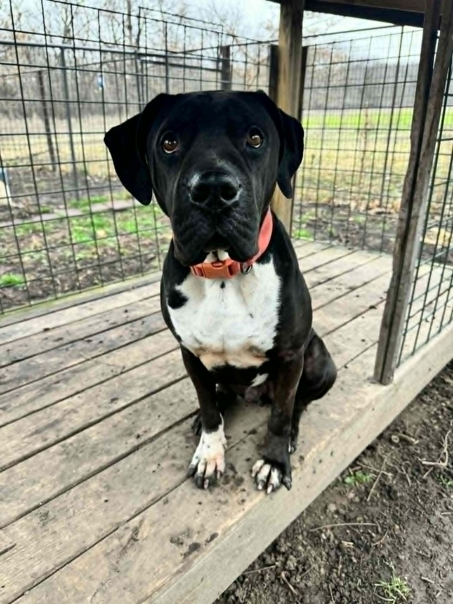 Chief!!!, ADOPTABLE, Adult Male Shar-Pei.