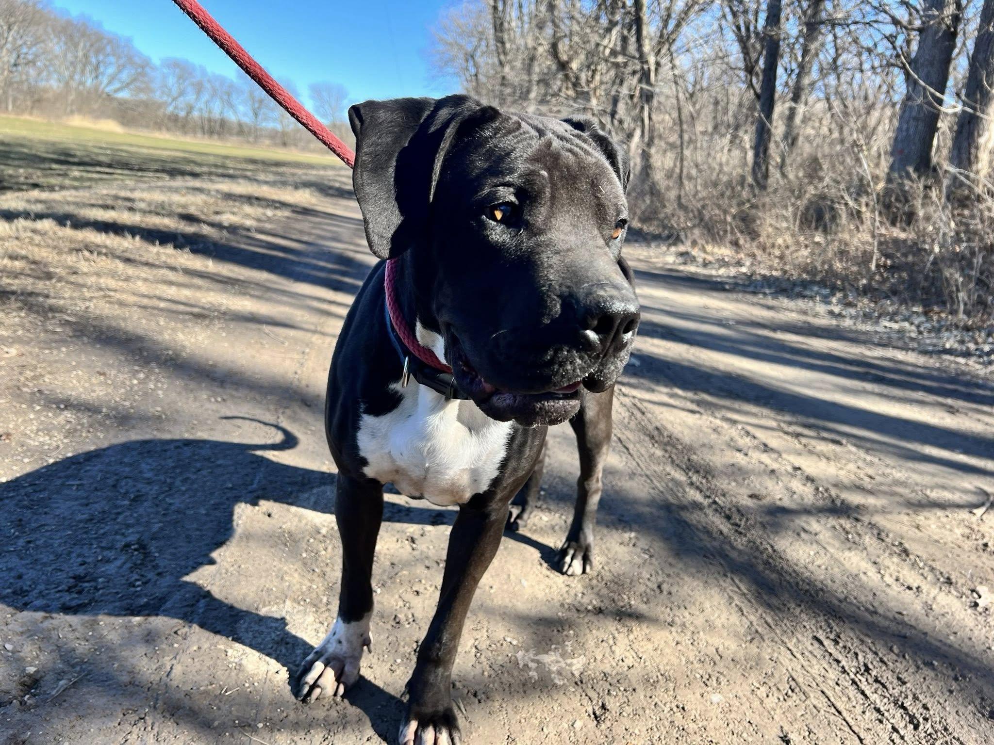 Enlarge Chief!!!, a ADOPTABLE mixed breed in Leon, KS image 5/6