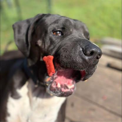 Enlarge Chief!!!, a ADOPTABLE mixed breed in Leon, KS image 2/6