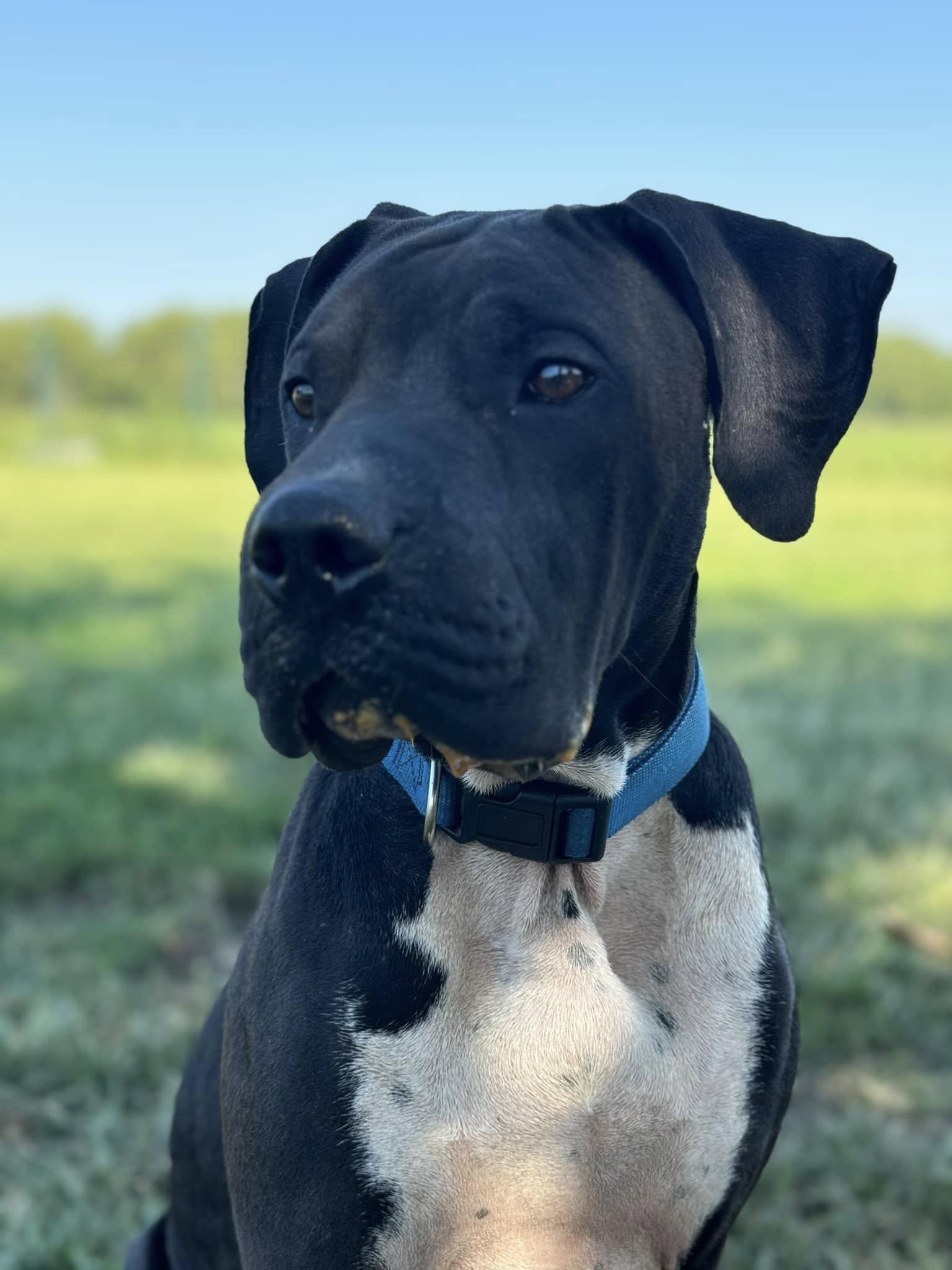 Enlarge Chief!!!, a ADOPTABLE mixed breed in Leon, KS image 3/6