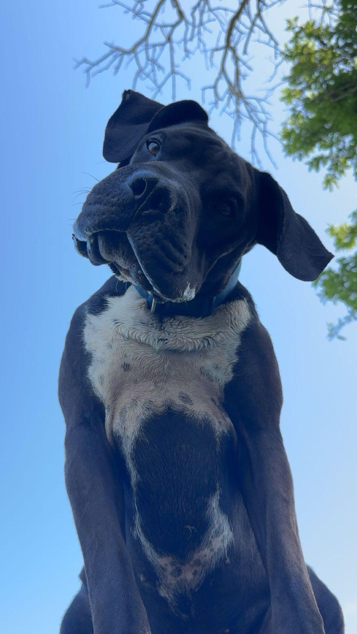 Enlarge Chief!!!, a ADOPTABLE mixed breed in Leon, KS image 6/6