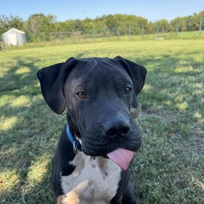 Enlarge Chief!!!, a ADOPTABLE mixed breed in Leon, KS image 4/6