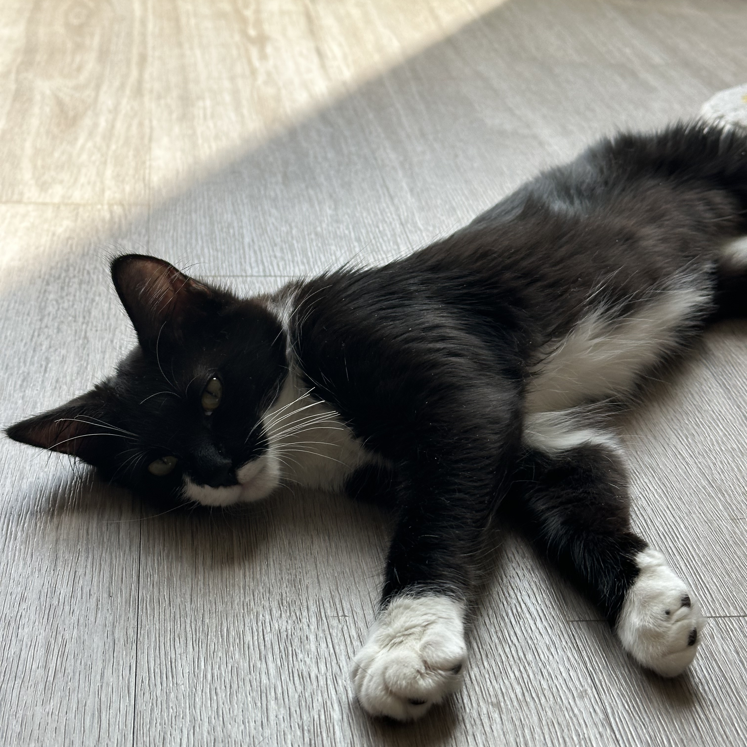 Niky, a Adopted mixed breed in Canoga Park, CA image 5/5