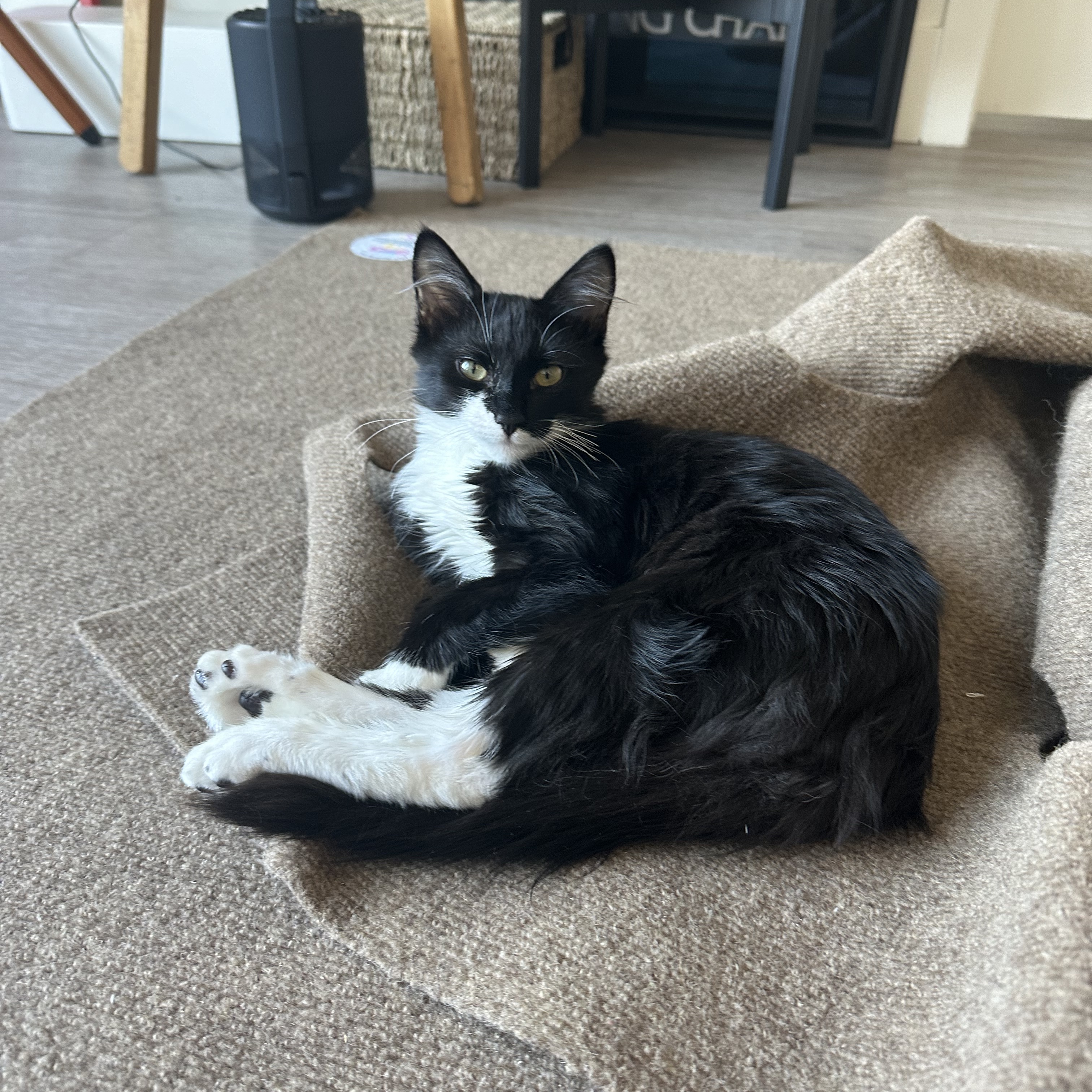 Niky, a Adopted mixed breed in Canoga Park, CA image 2/5