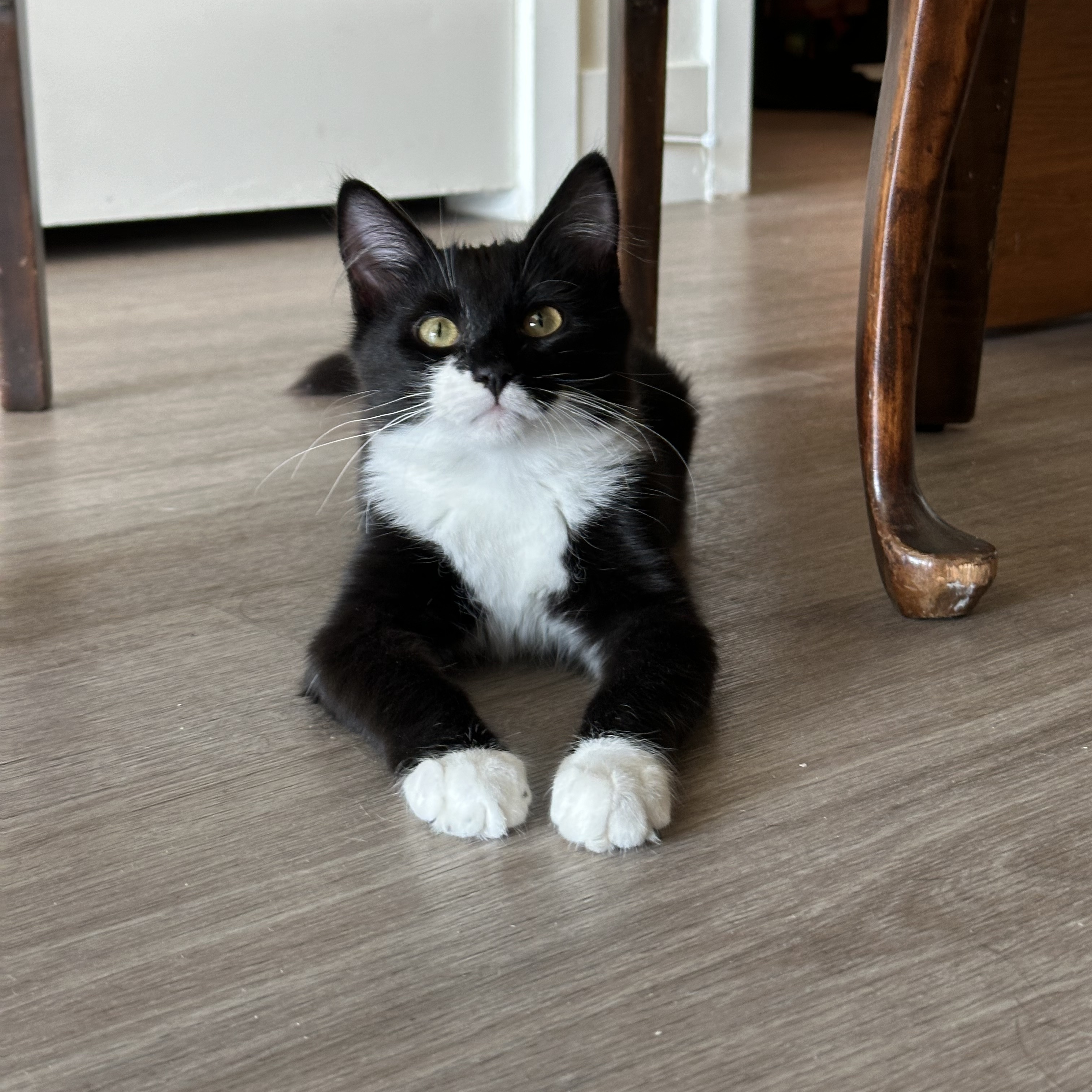 Niky, a Adopted mixed breed in Canoga Park, CA image 1/5