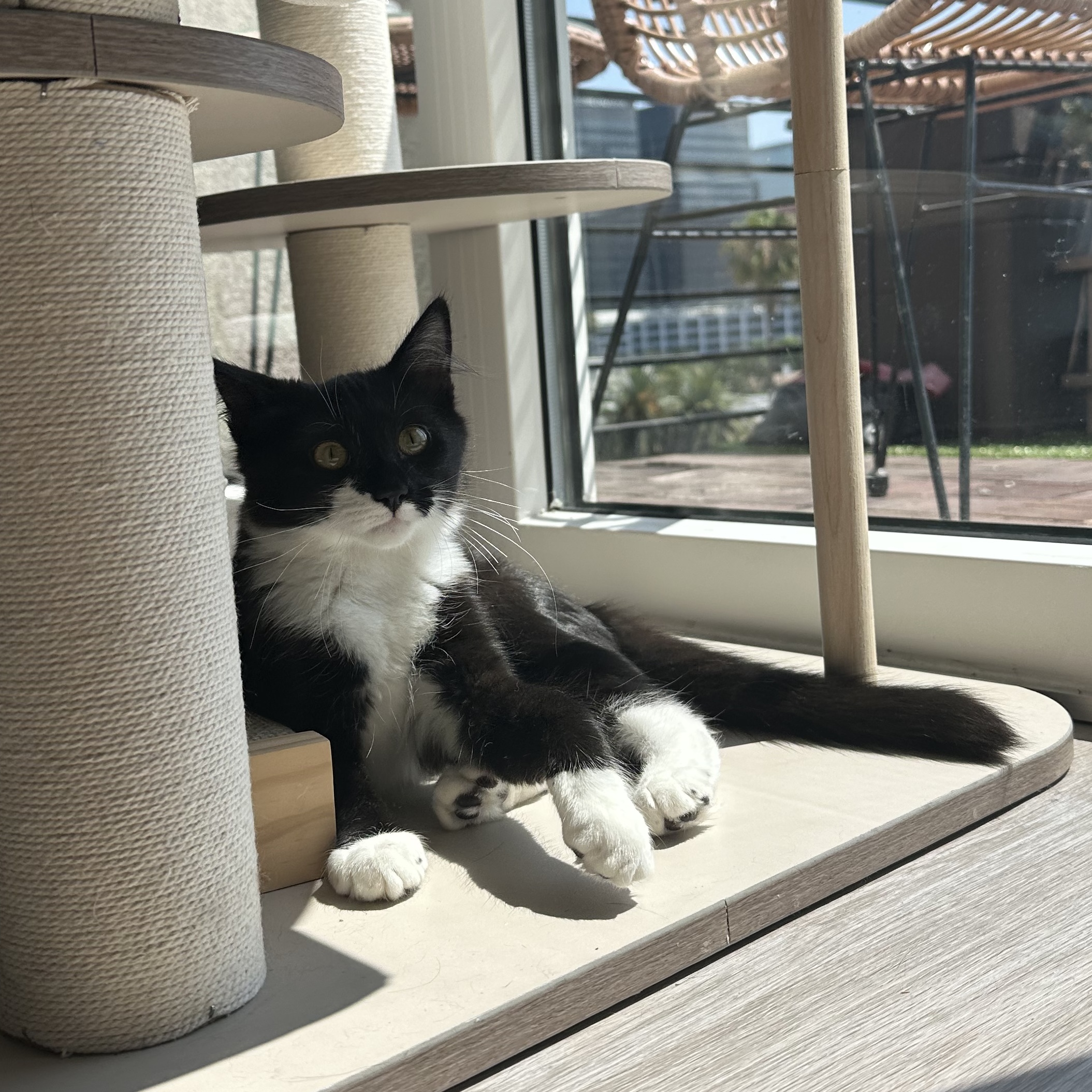 Niky, a Adopted mixed breed in Canoga Park, CA image 3/5