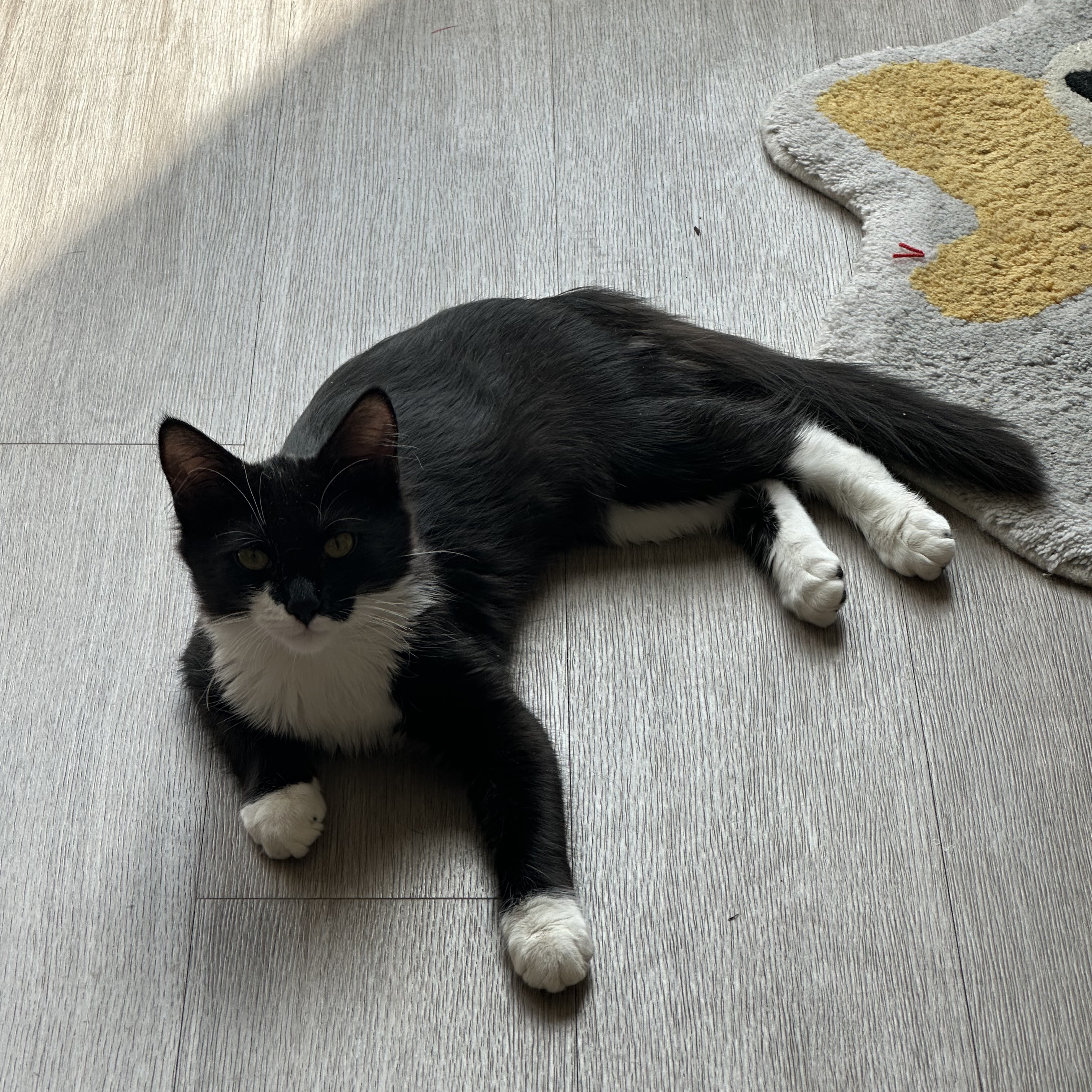 Niky, a Adopted mixed breed in Canoga Park, CA image 4/5