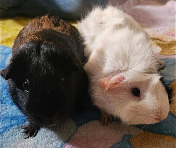 Marshmallow & Smoke, Adoptable, Young Female Guinea Pig.