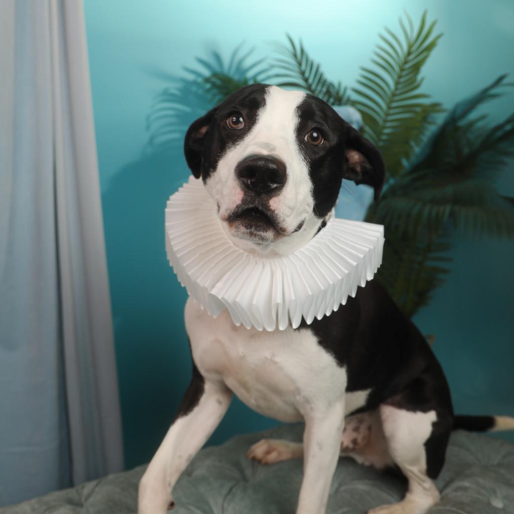 Enlarge Flat Stanley, a Adoptable Mixed Breed in Goodlettsville, TN image 4/6