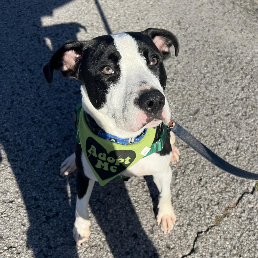 Enlarge Flat Stanley, a Adoptable Mixed Breed in Goodlettsville, TN image 6/6