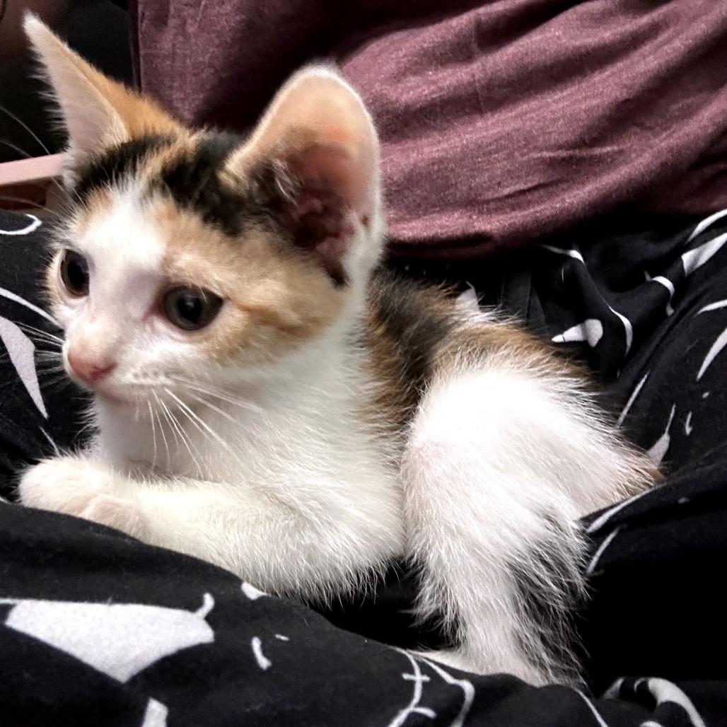 Cali, Adoptable, Kitten Female Domestic Short Hair.