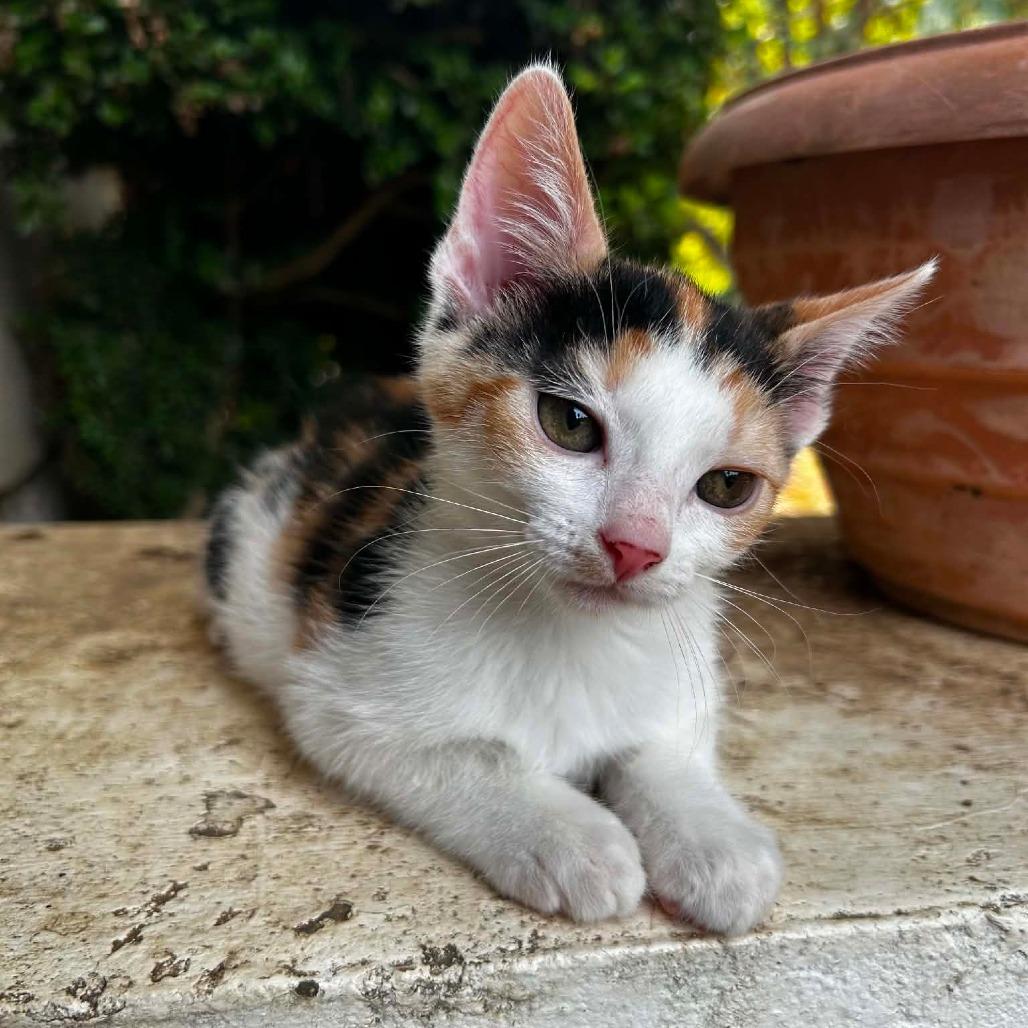 Cali, a Adoptable Domestic Short Hair in Okmulgee, OK image 2/4