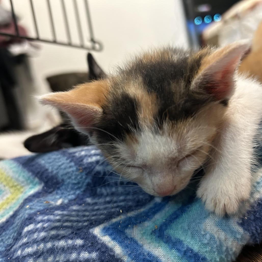 Cali, a Adoptable Domestic Short Hair in Okmulgee, OK image 3/4