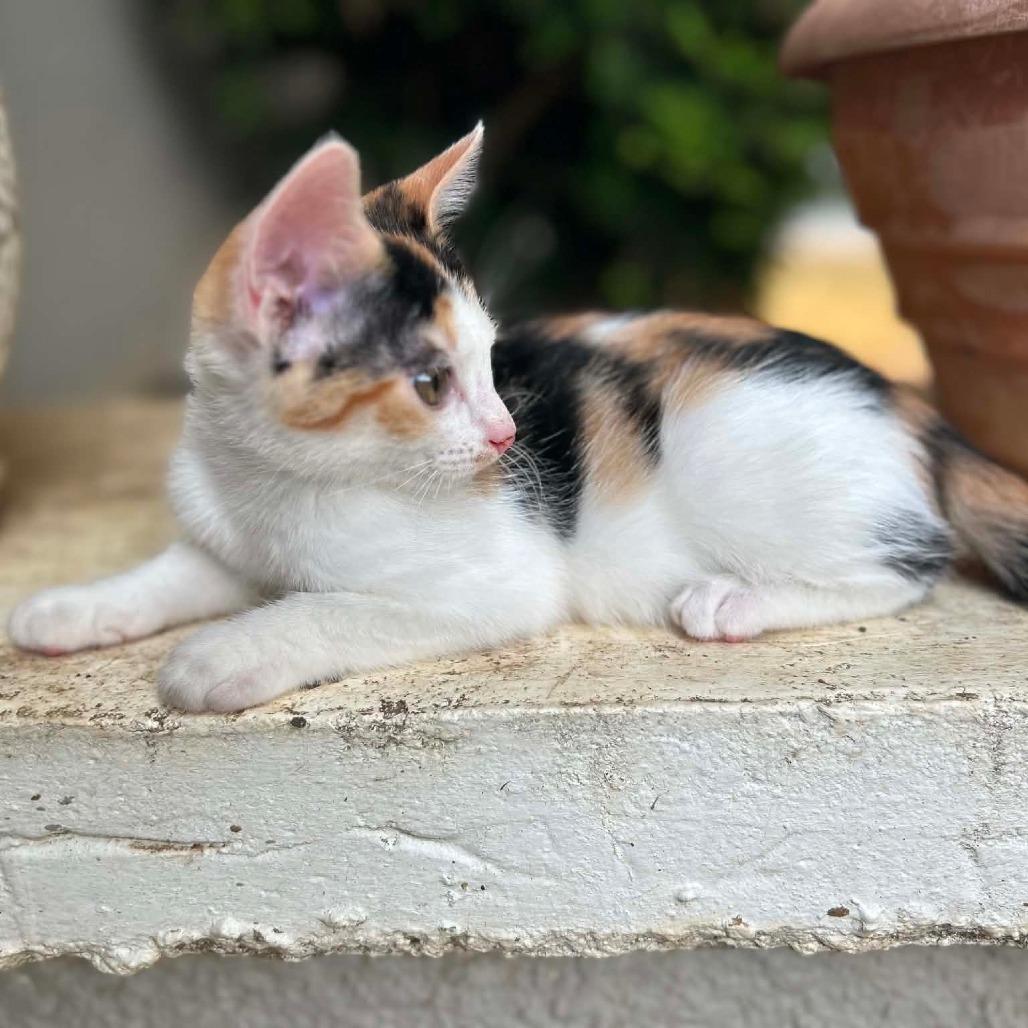 Cali, a Adoptable Domestic Short Hair in Okmulgee, OK image 4/4