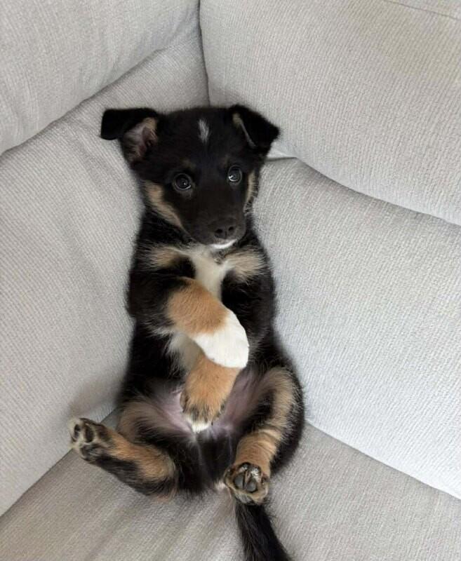 Luigi, Adoptable, Young Male Mixed Breed.