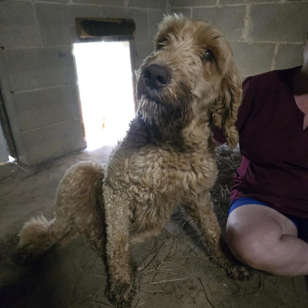 Miley, Adoptable, Adult Female Poodle & Mixed Breed.