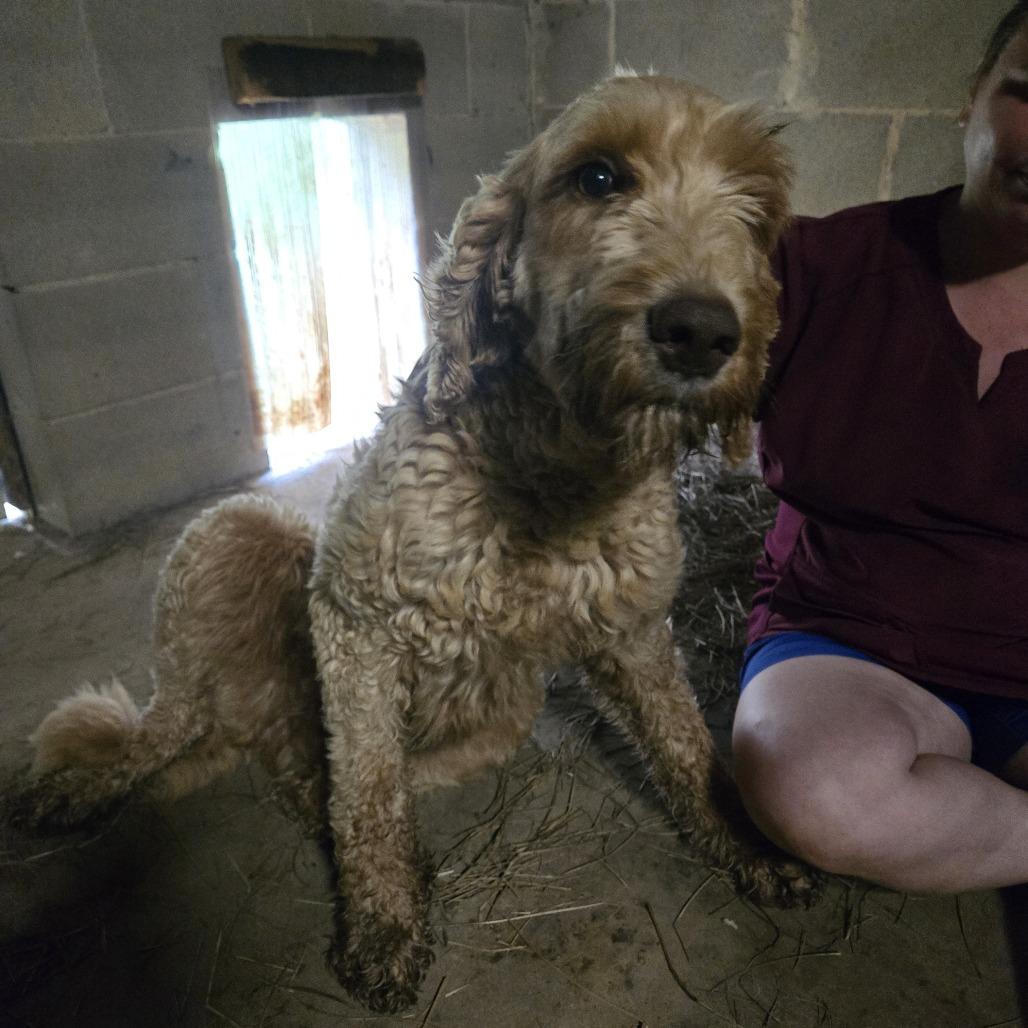 Enlarge Miley, a Adoptable mixed breed in Tylertown, MS image 2/3
