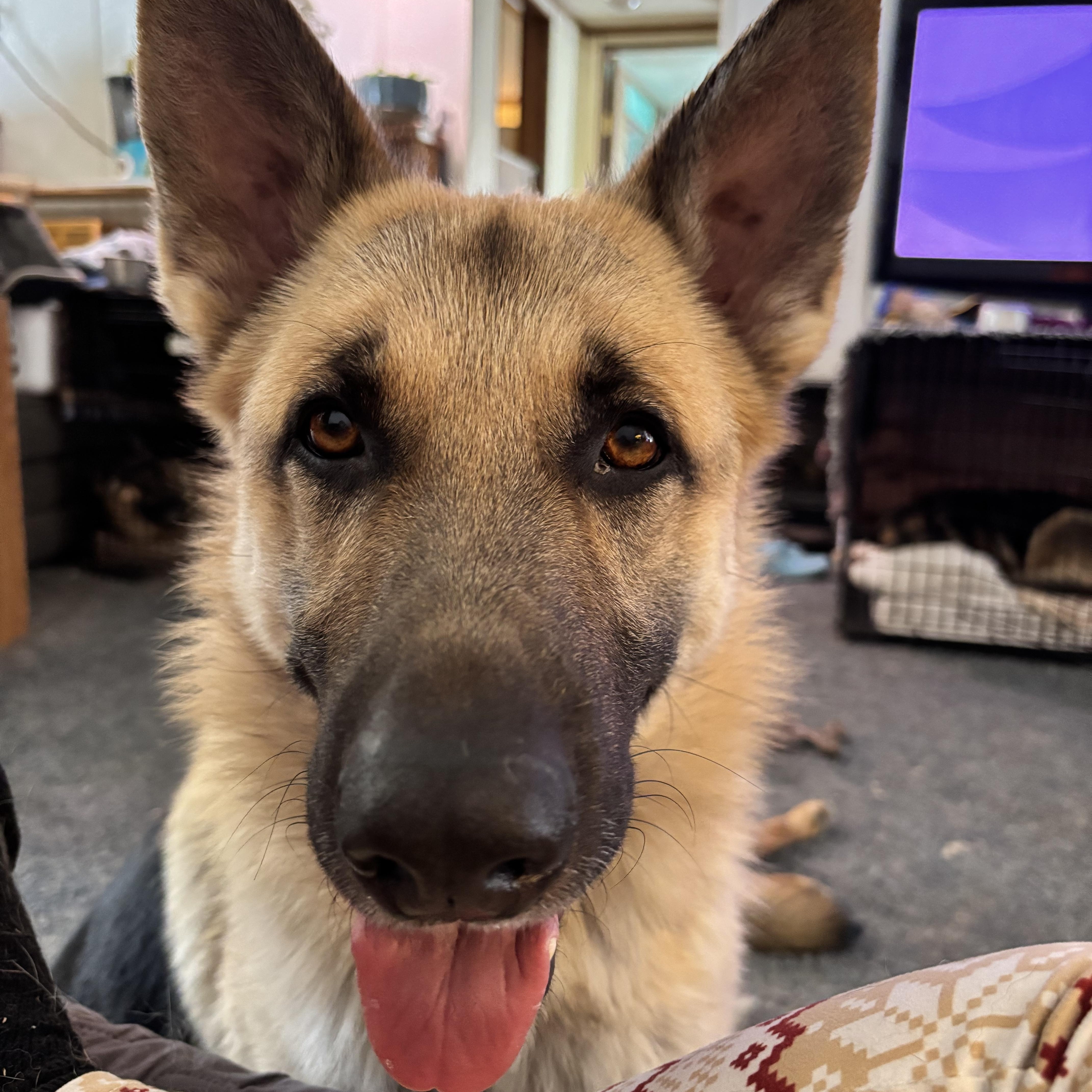 Cosmo, Adopted, Young Male German Shepherd Dog.
