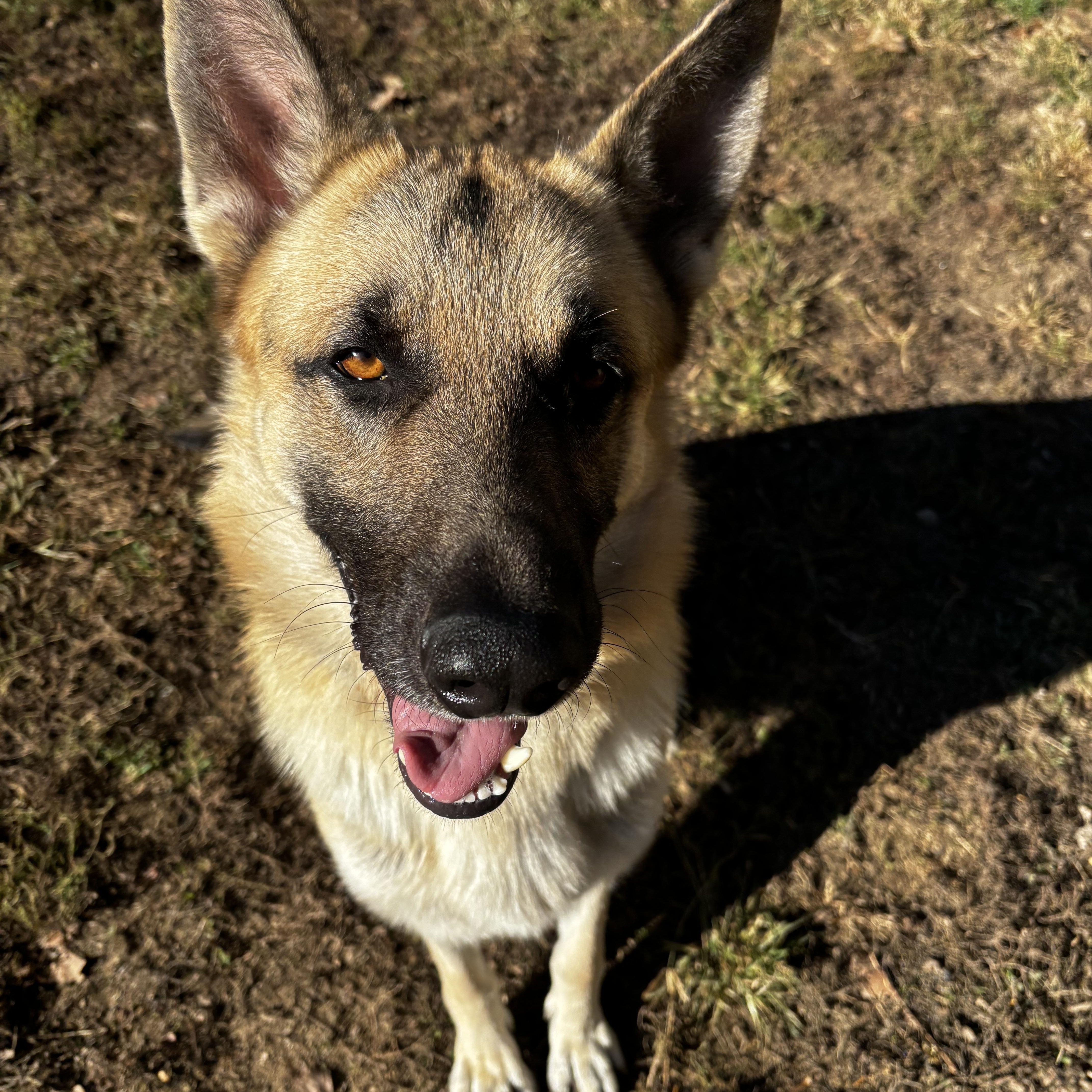Enlarge Cosmo, a Adopted mixed breed in Lucasville, OH image 2/4