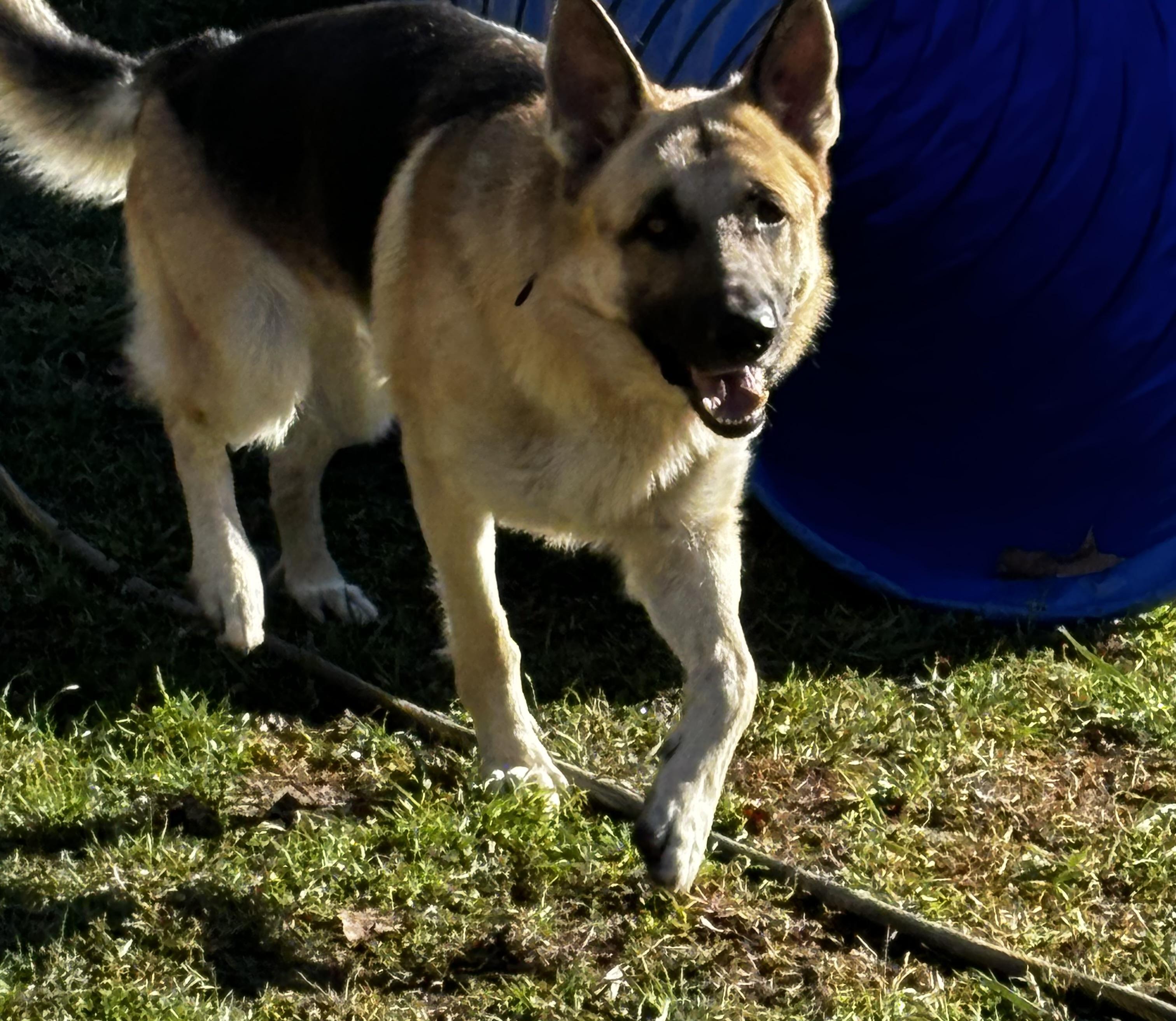 Enlarge Cosmo, a Adopted mixed breed in Lucasville, OH image 3/4
