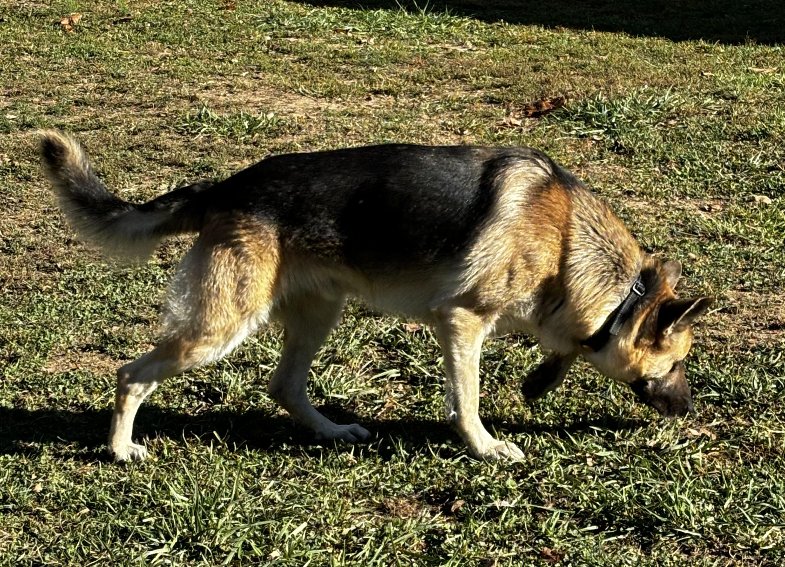Enlarge Cosmo, a Adopted mixed breed in Lucasville, OH image 4/4