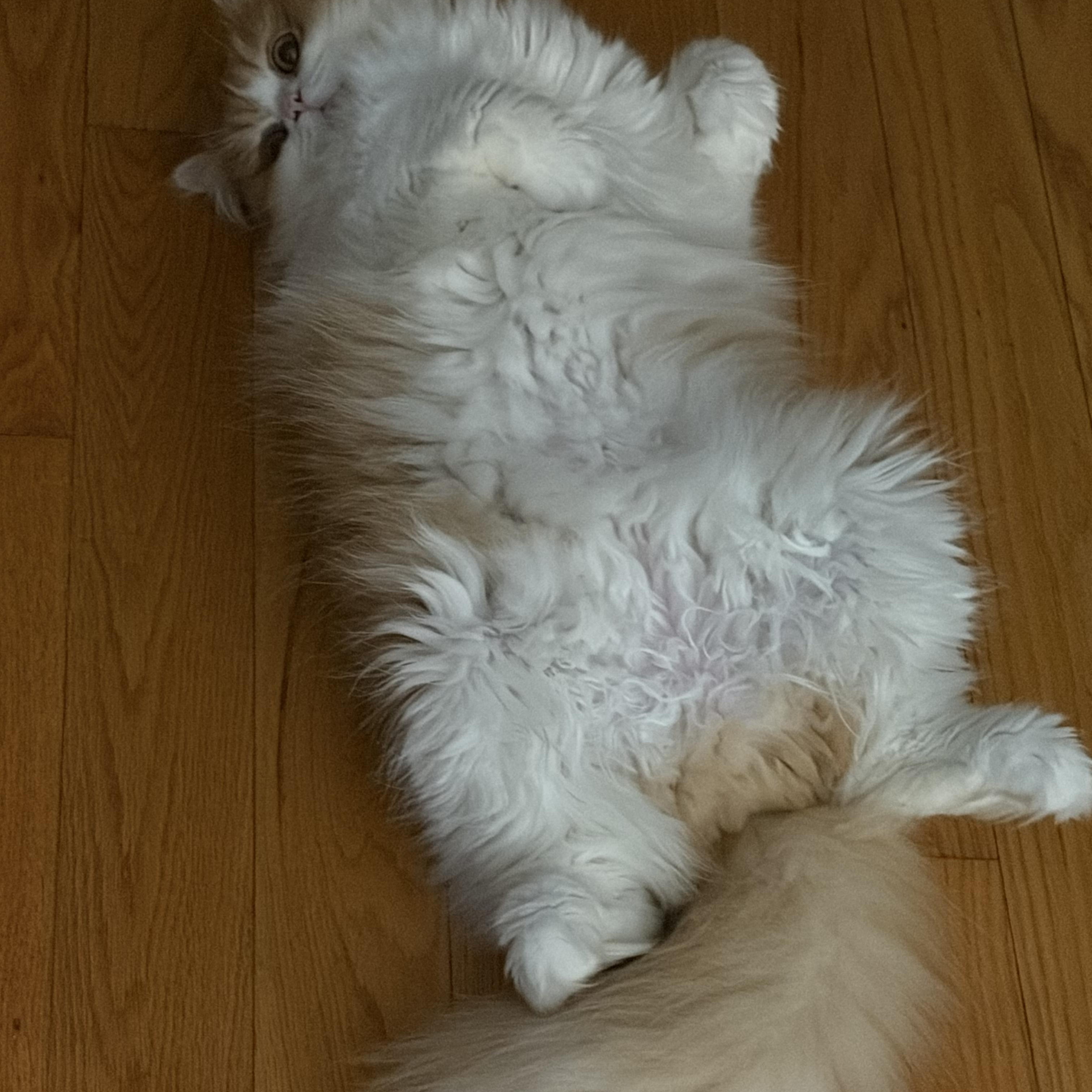 Enlarge Louis Vuitton, an adopted Persian in Boston, MA image 5/6