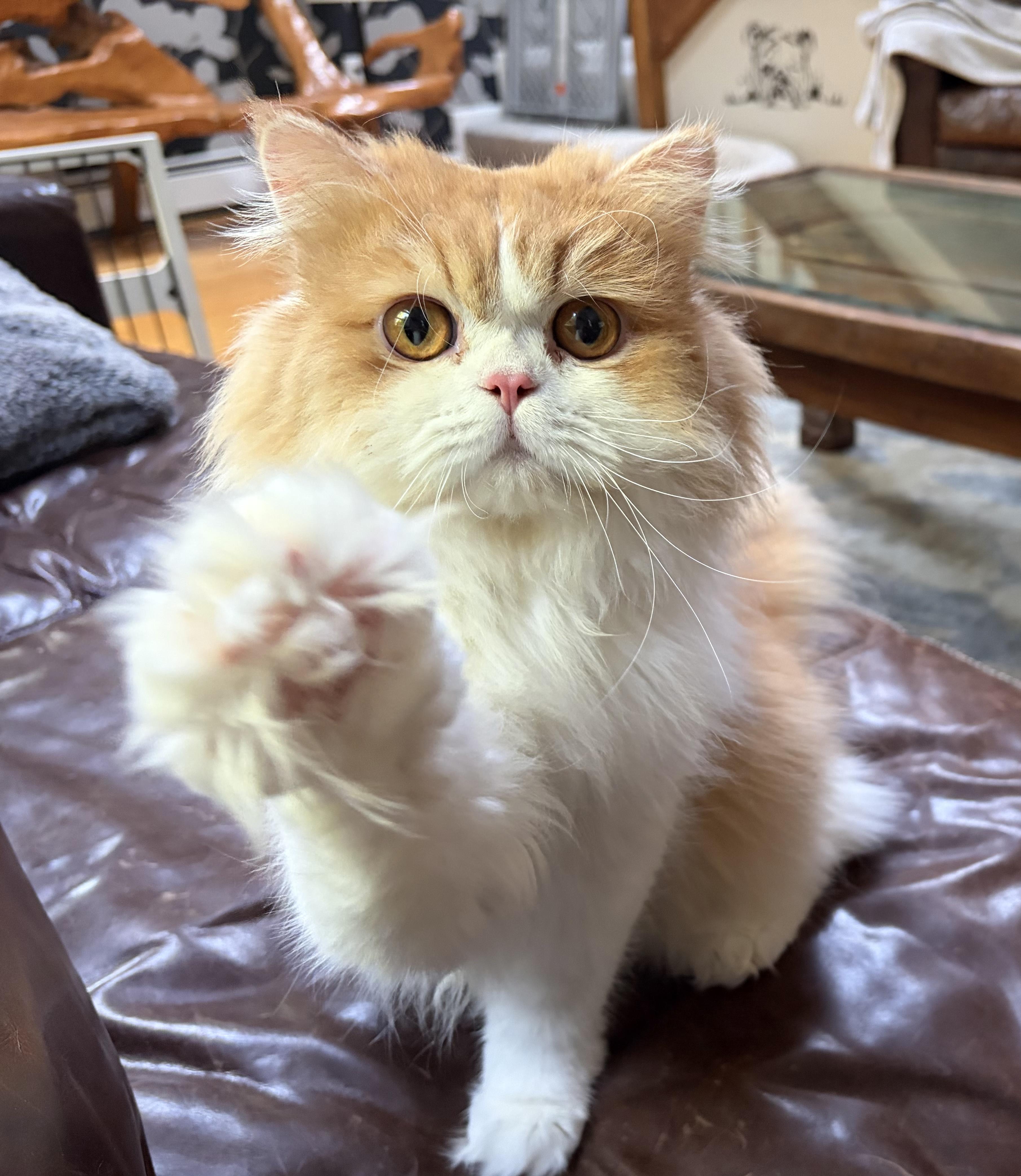 Louis Vuitton, adopted, Young Male Persian.