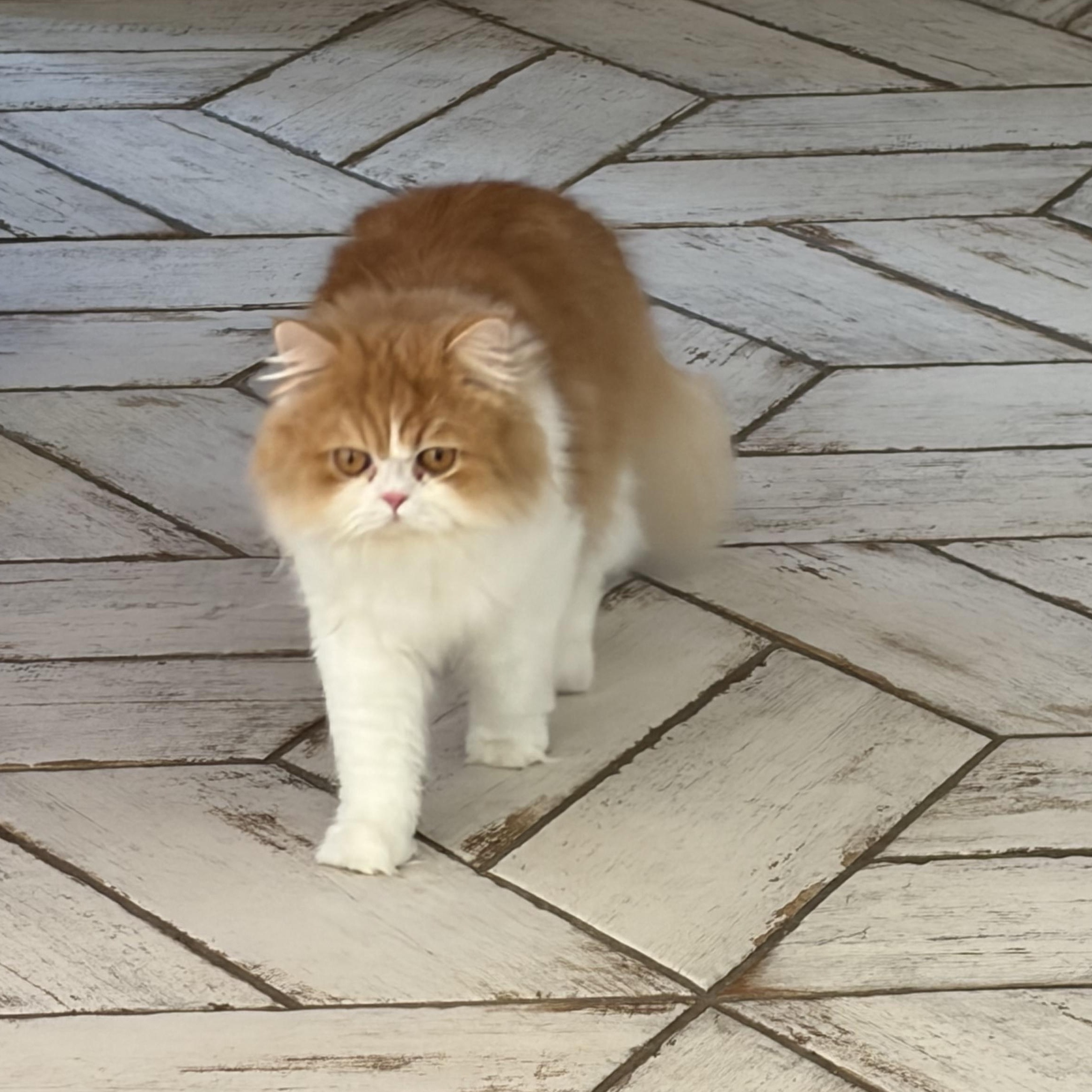 Enlarge Louis Vuitton, an adopted Persian in Boston, MA image 4/6