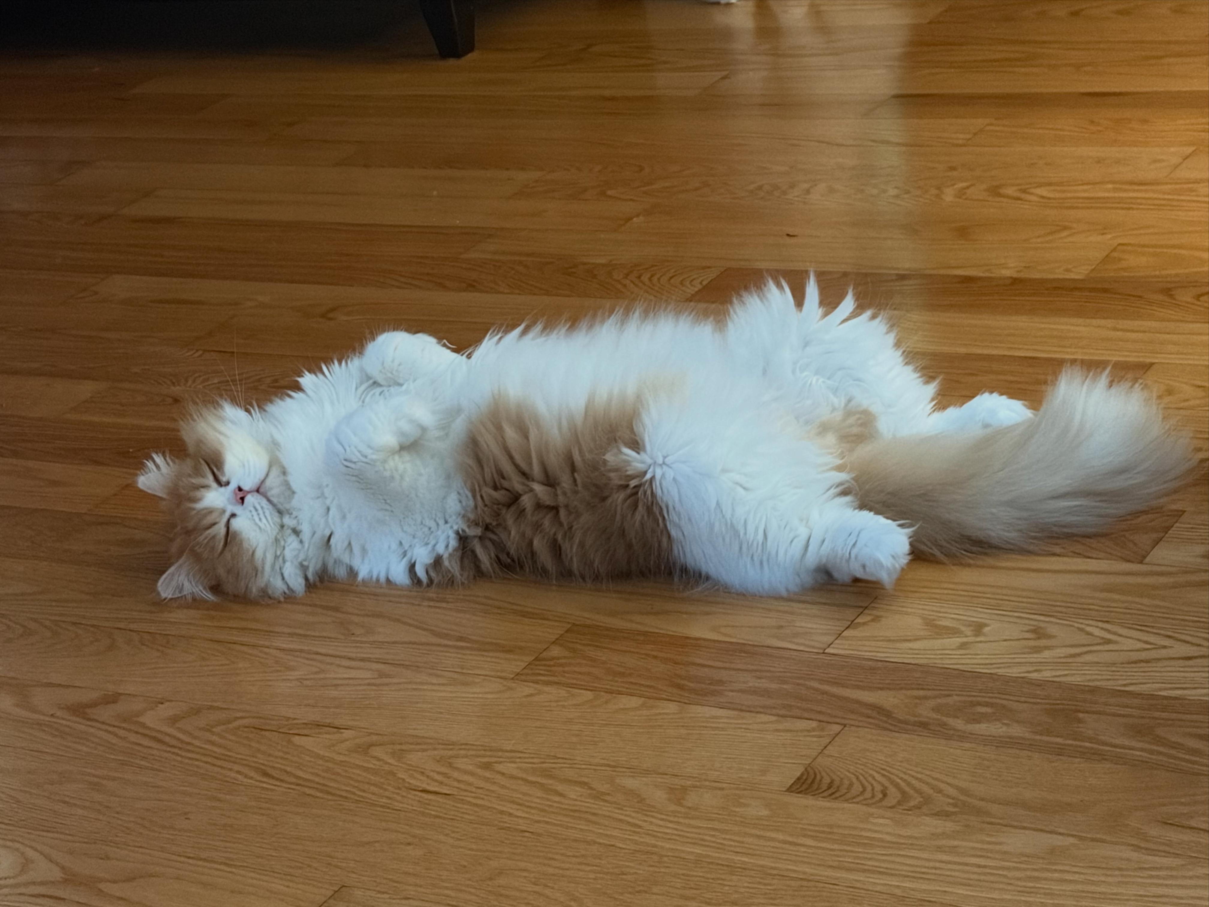 Enlarge Louis Vuitton, an adopted Persian in Boston, MA image 6/6