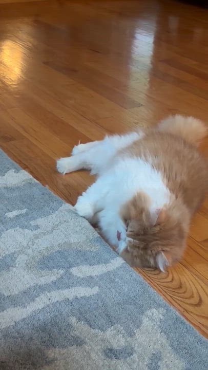 Enlarge Louis Vuitton, an adopted Persian in Boston, MA video 3/6