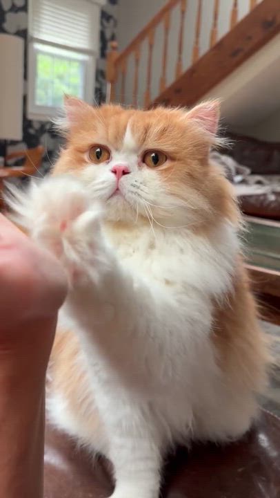 Enlarge Louis Vuitton, an adopted Persian in Boston, MA video 2/6