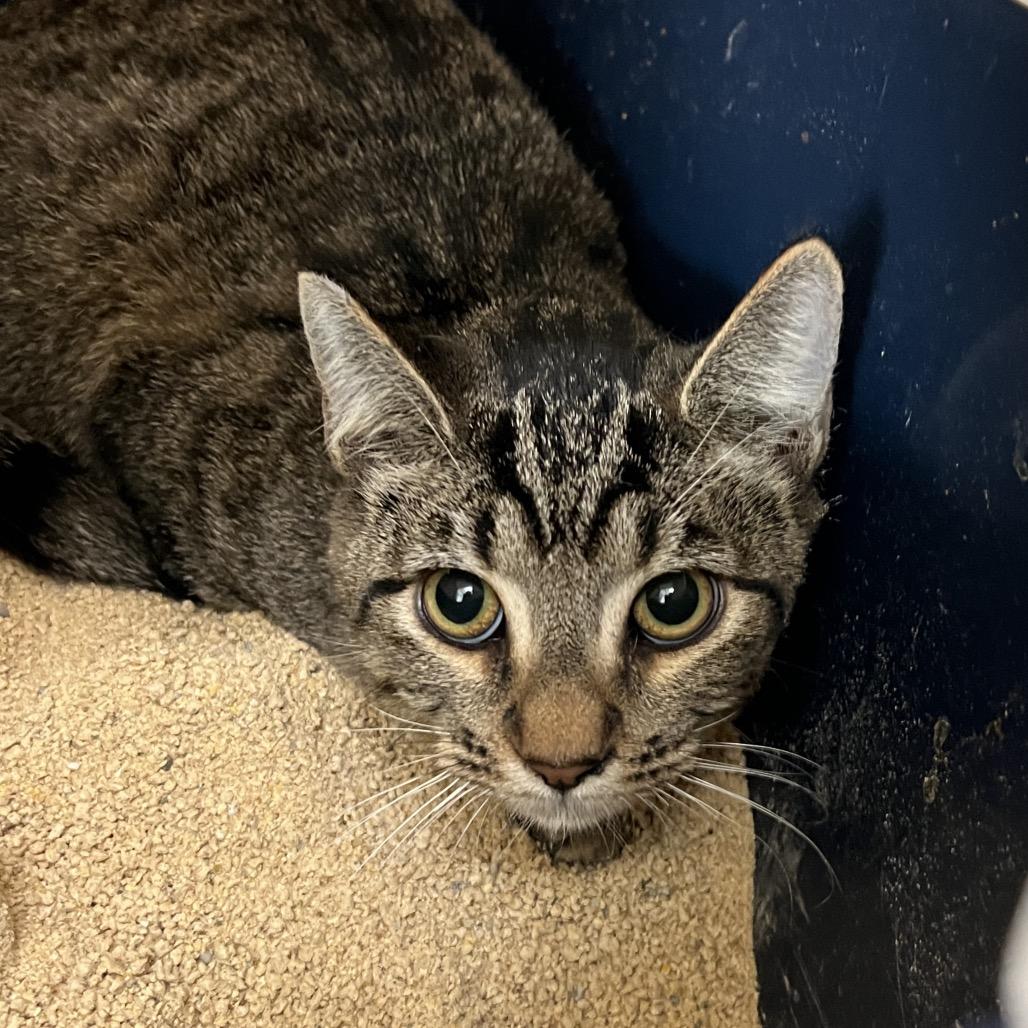 Enlarge Skye, a Adoptable Domestic Short Hair in Las Vegas, NV image 1/1