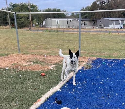 Enlarge Ice, a Adoptable mixed breed in Blanchard, OK image 2/3
