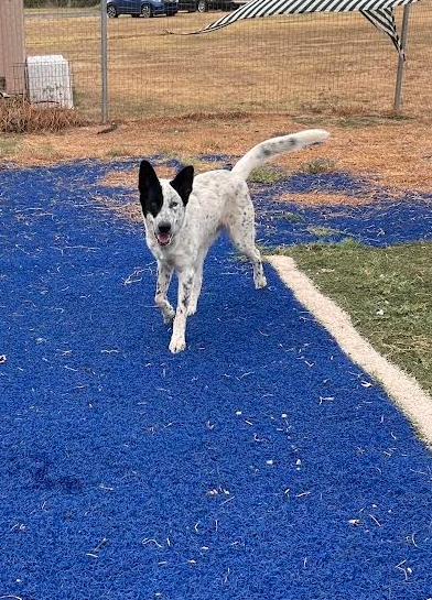 Enlarge Ice, a Adoptable mixed breed in Blanchard, OK image 1/3