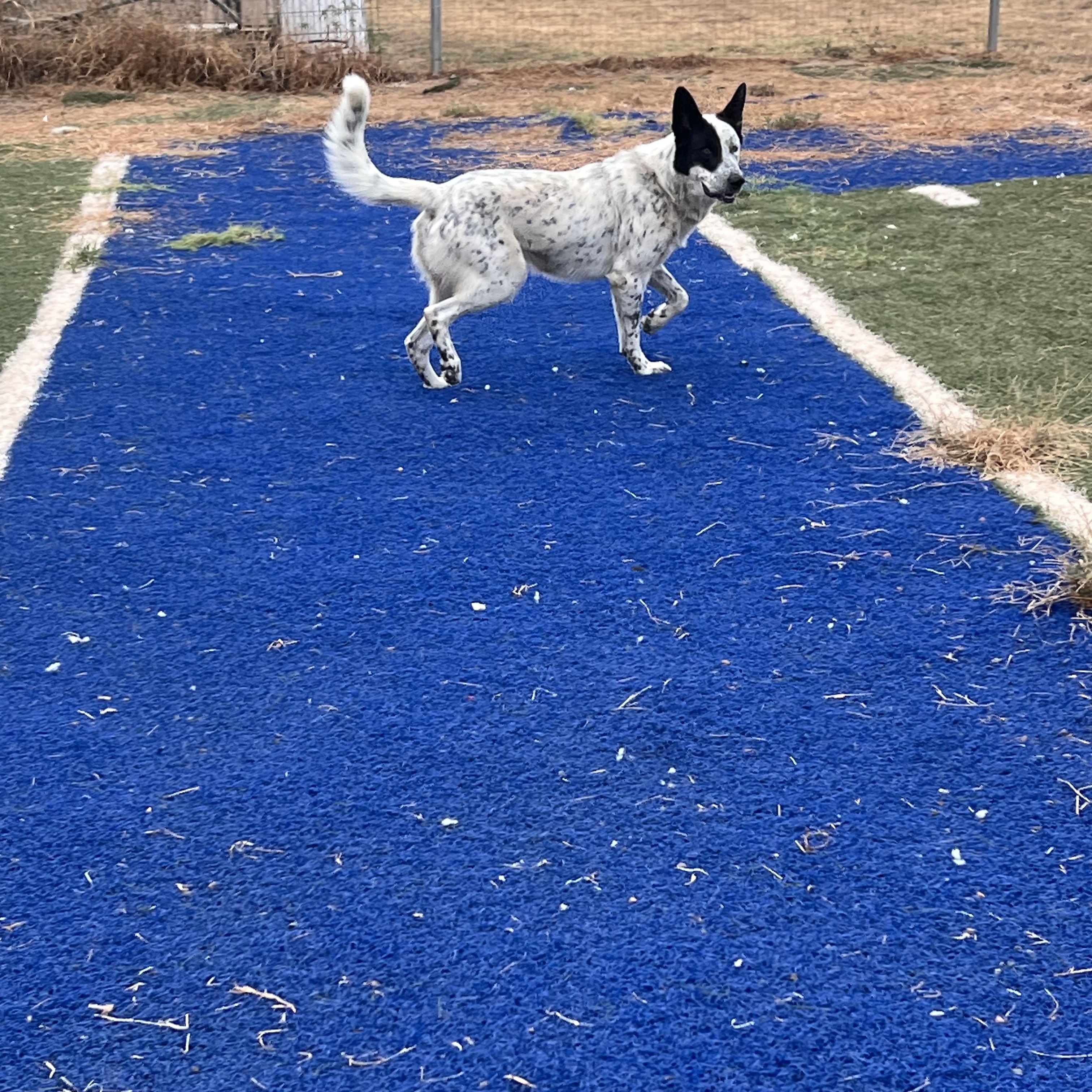 Enlarge Ice, a Adoptable mixed breed in Blanchard, OK image 3/3