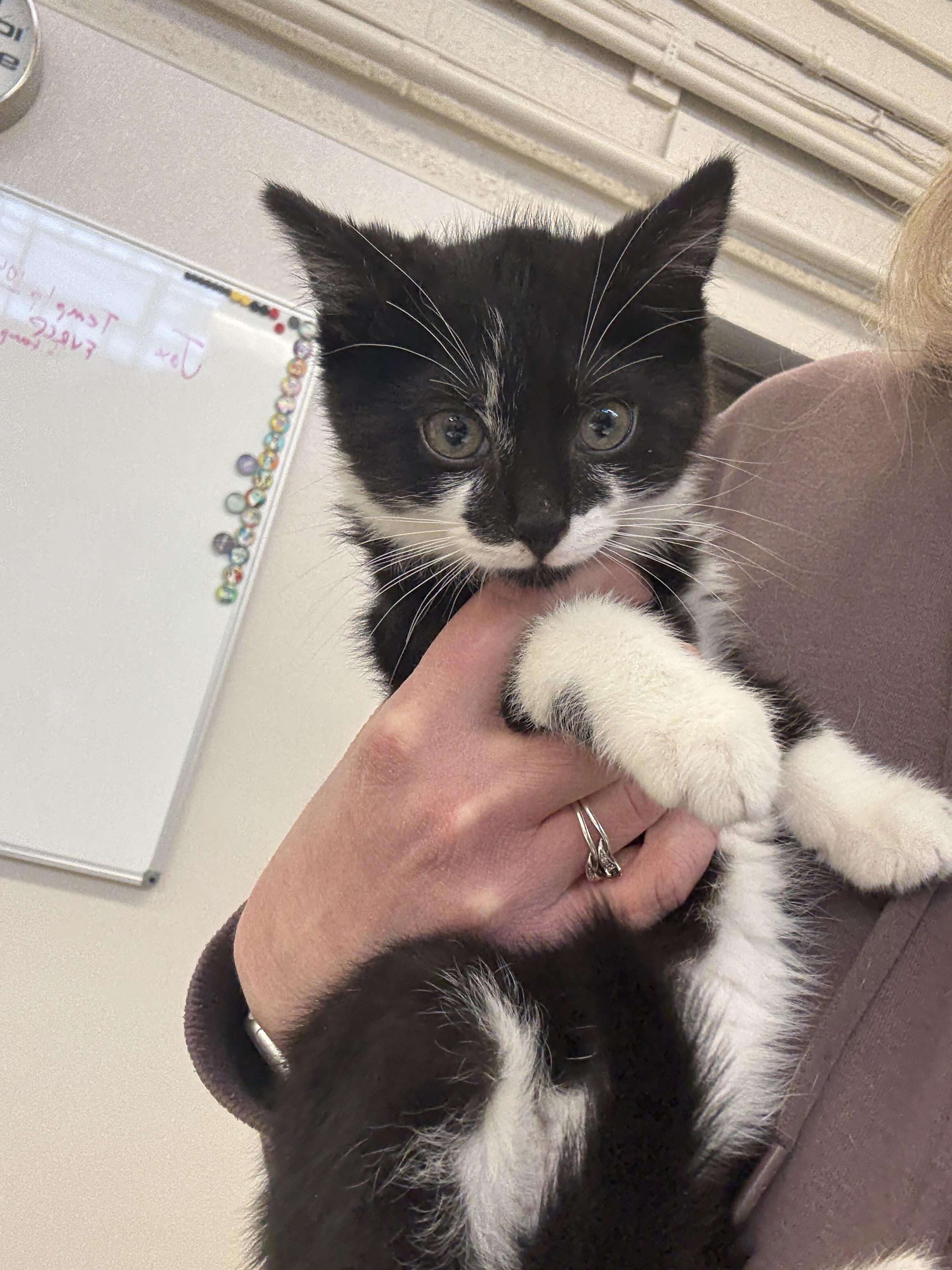 6-7, Adopted, Young Male Domestic Short Hair.