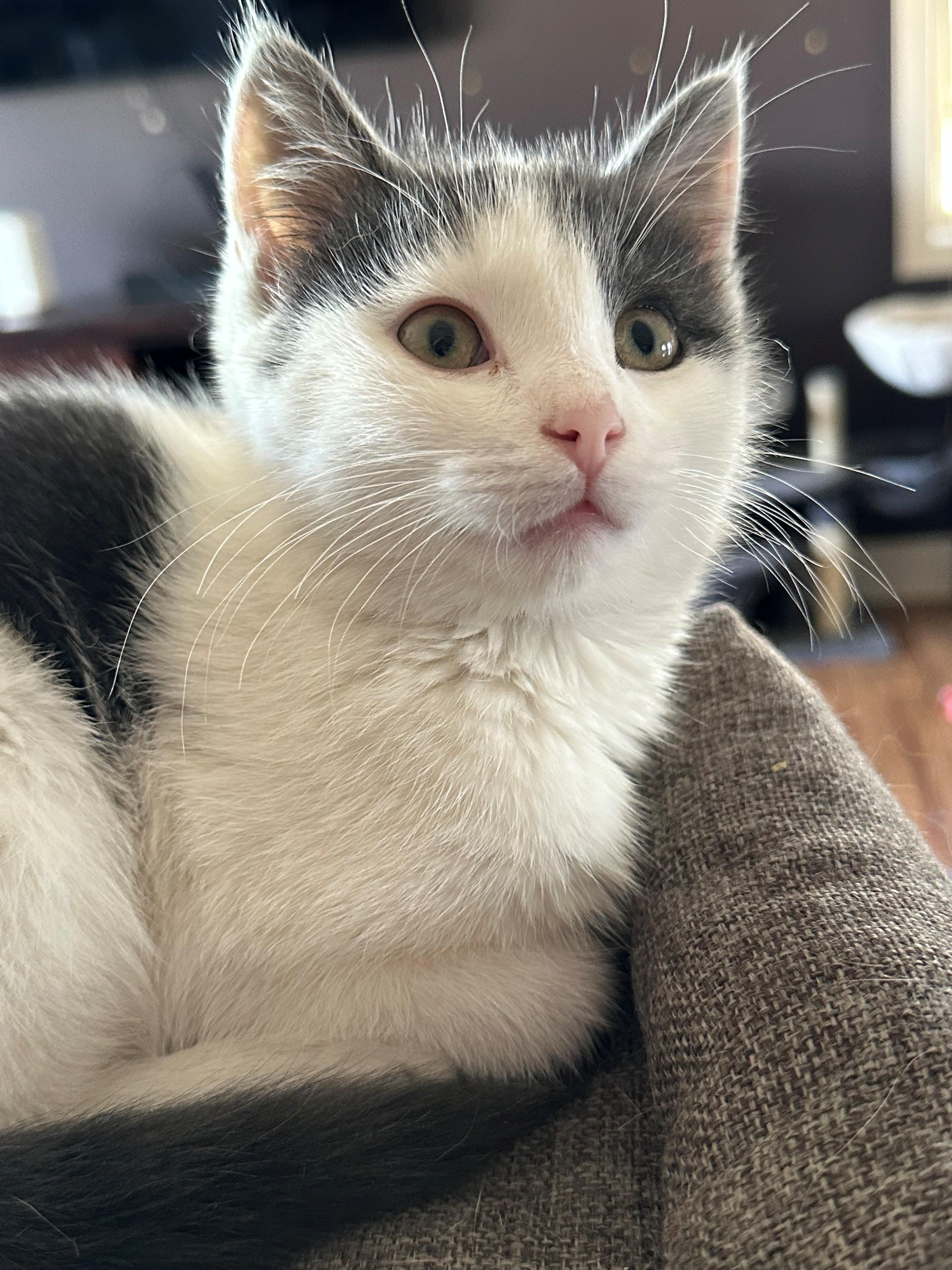 Enlarge Jasper, a Adopted Domestic Short Hair in Coalhurst, AB image 1/1