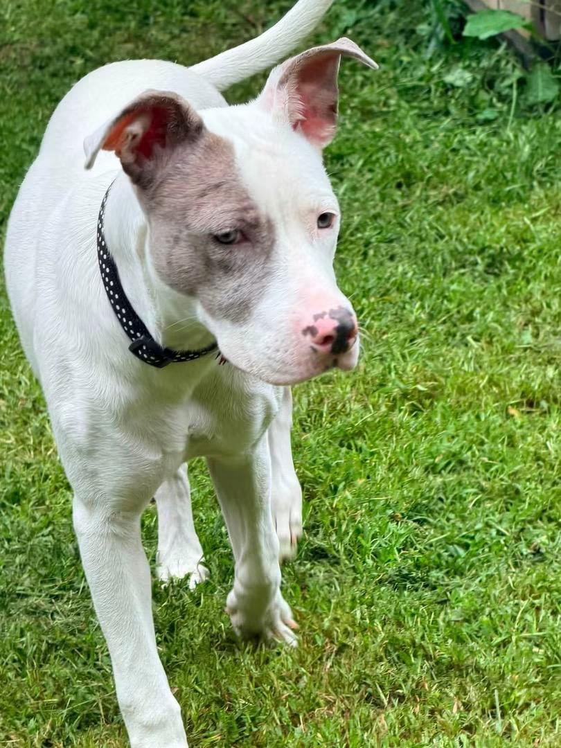 Penny, a Adoptable mixed breed in Portland, ME image 2/5