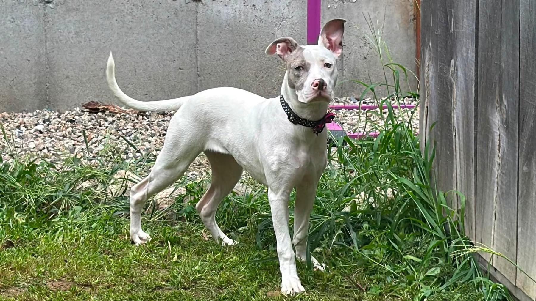 Penny, a Adoptable mixed breed in Portland, ME image 4/5