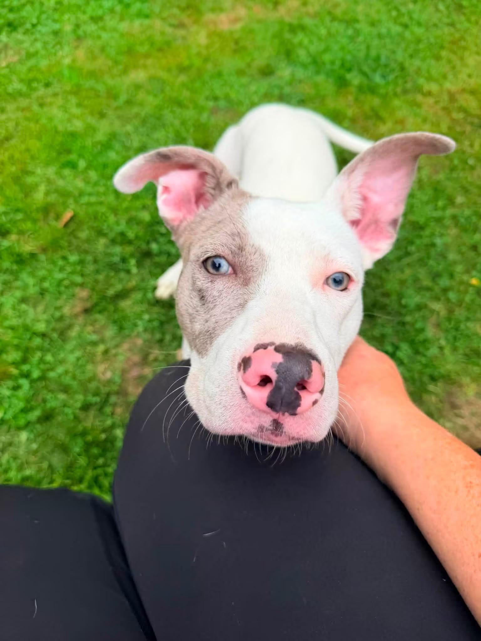 Penny, a Adoptable mixed breed in Portland, ME image 5/5