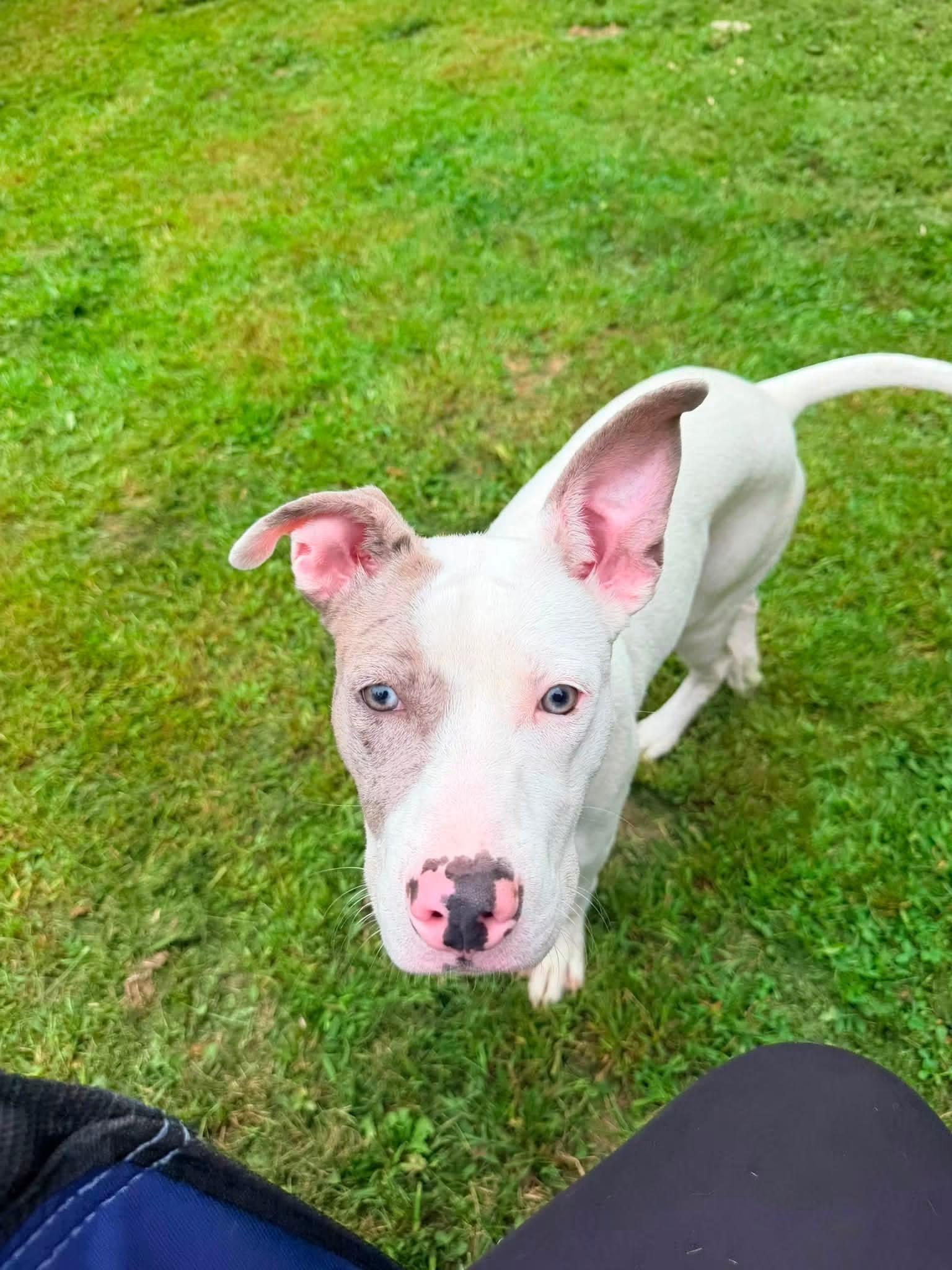 Penny, Adoptable, Puppy Female American Staffordshire Terrier.