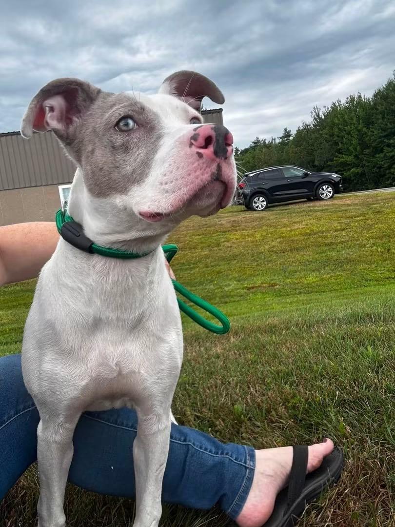 Penny, a Adoptable mixed breed in Portland, ME image 3/5