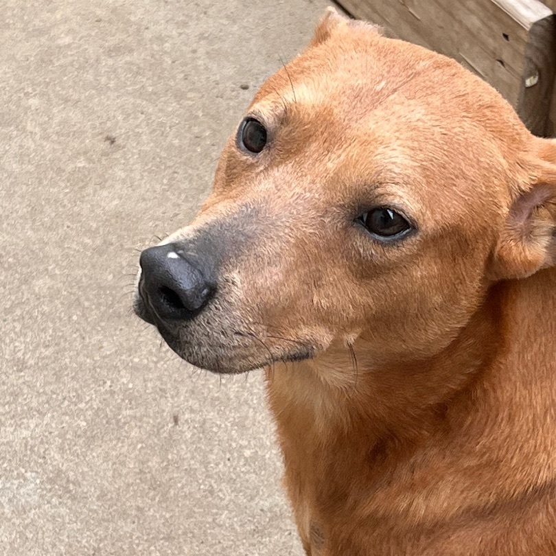 Captain Hook, a Adoptable mixed breed in Portland, OR image 1/4