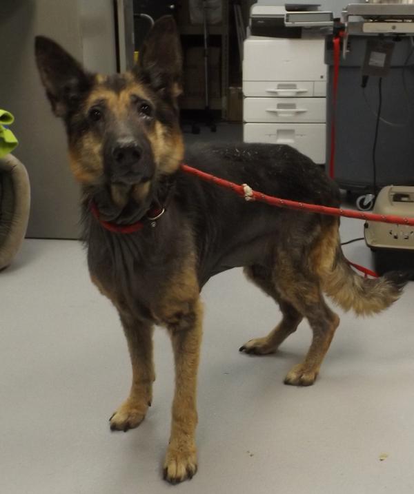 In Foster (c) Silvy, Adoptable, Adult Female German Shepherd Dog.