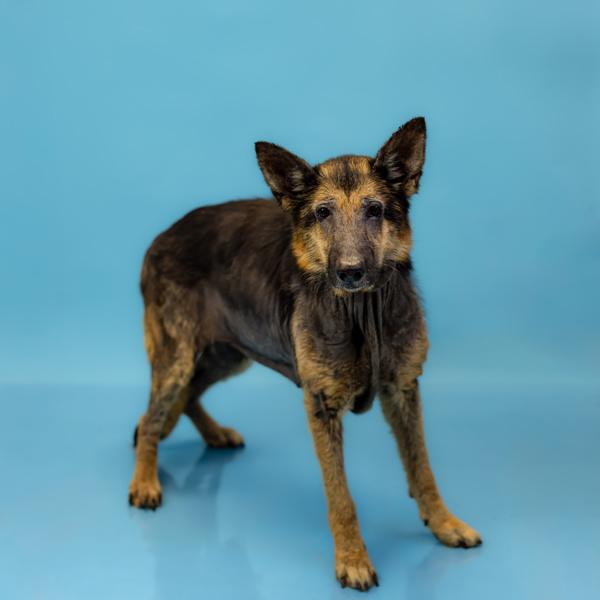 In Foster (c) Silvy, a Adoptable mixed breed in Lawrenceville, GA image 2/4